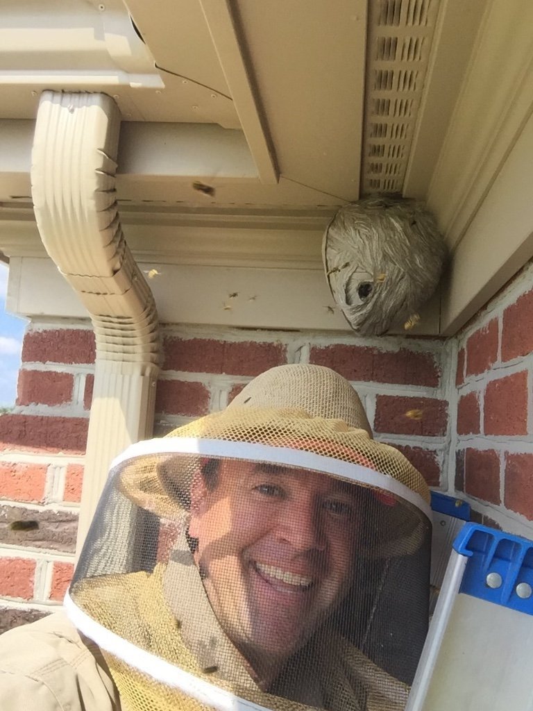 Yellow Jacket Control, Removal & Extermination Pittsburgh, Pennsylvania