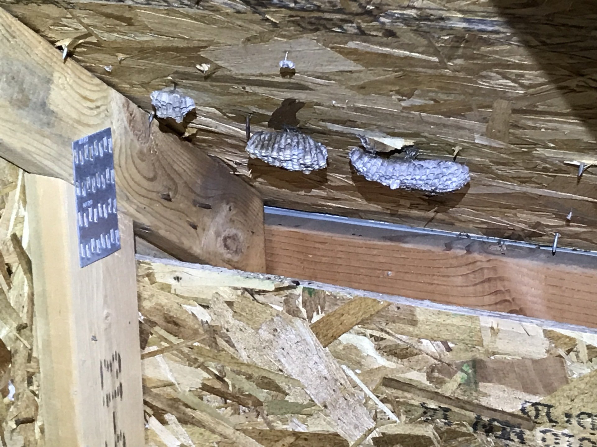 Paper Wasp Nest Removal & Control Pittsburgh, Pennsylvania (PA) The