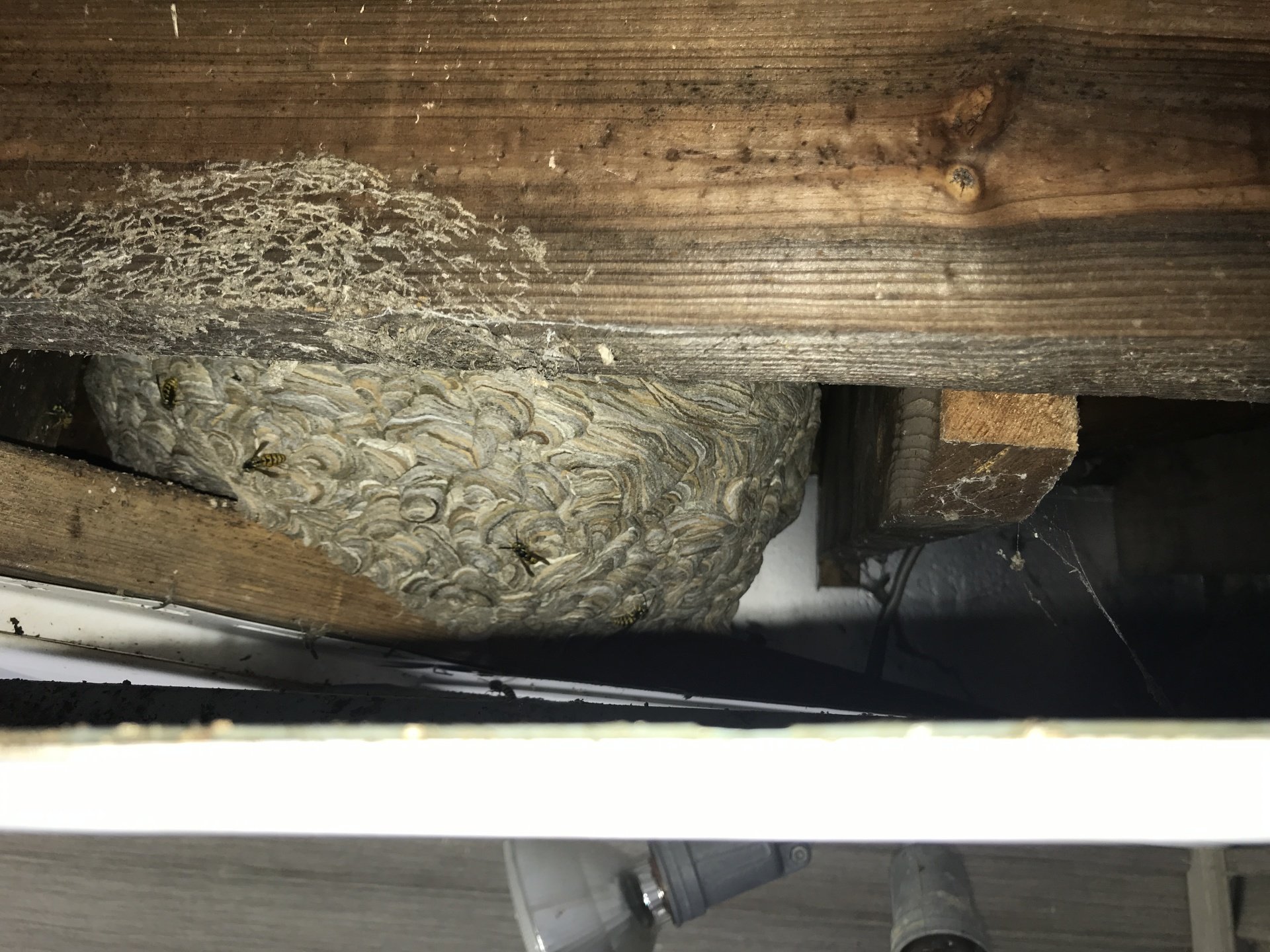 Yellow Jacket Control, Removal & Extermination Pittsburgh, Pennsylvania