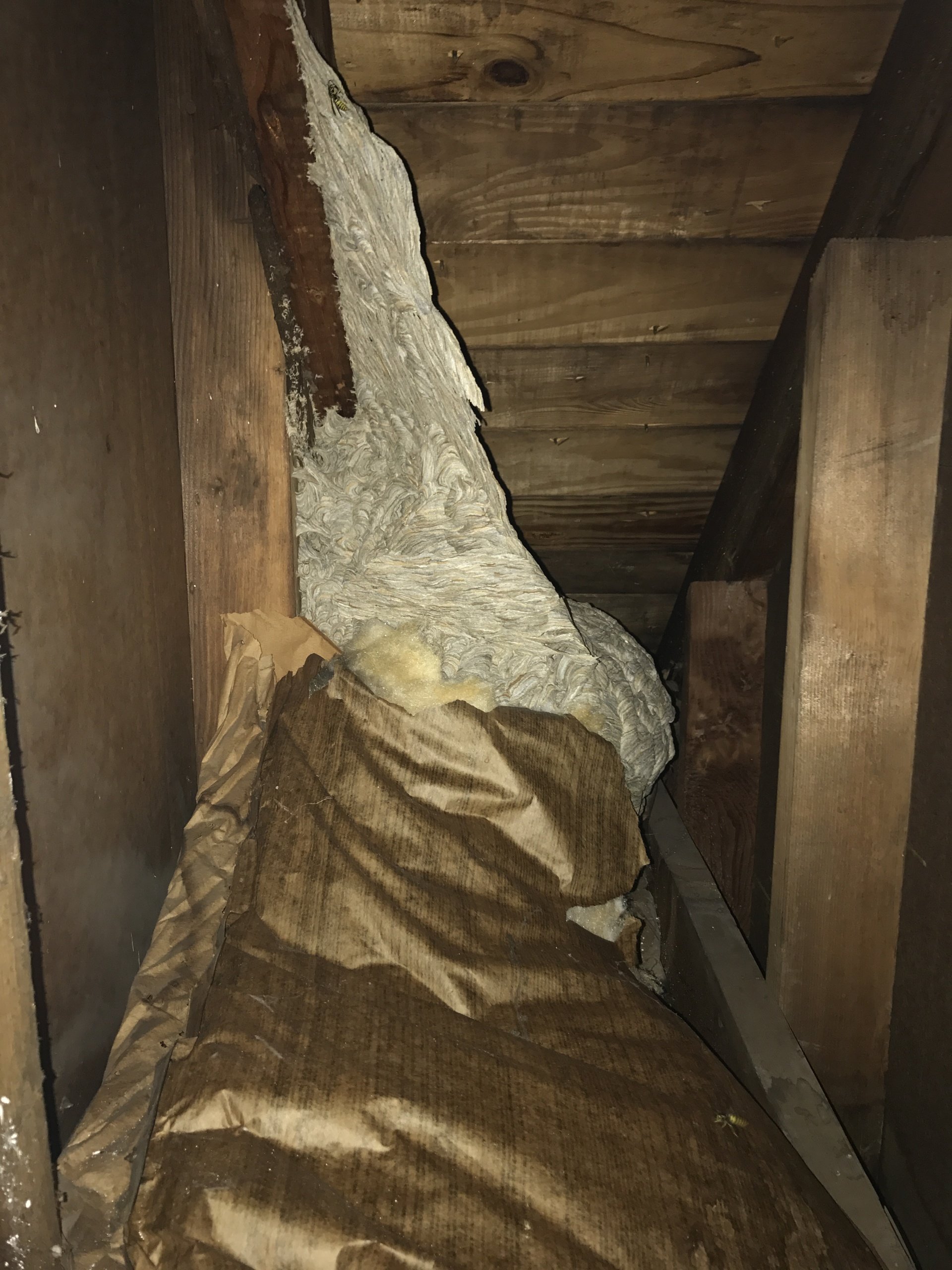 Yellow Jacket Control, Removal & Extermination Pittsburgh, Pennsylvania