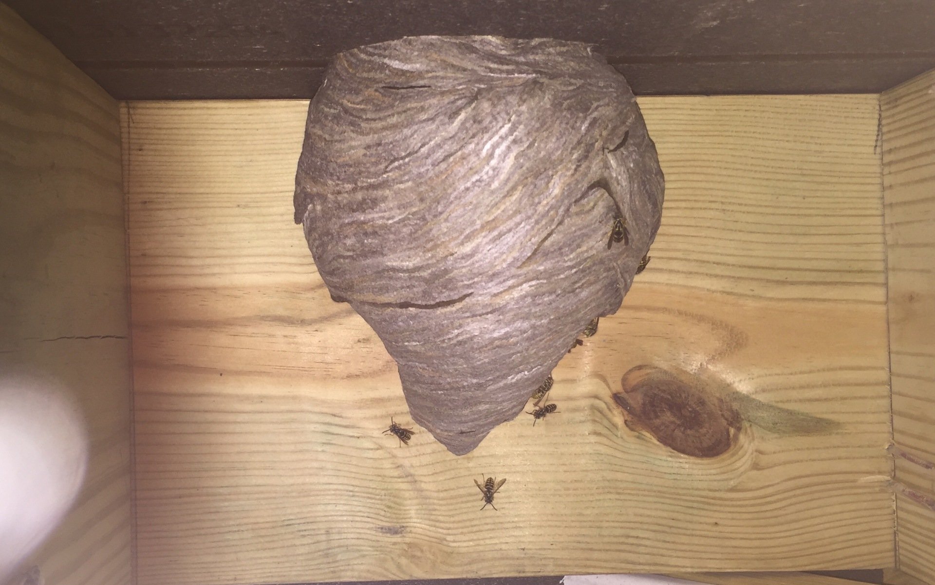 Yellow Jacket Control, Removal & Extermination Pittsburgh, Pennsylvania