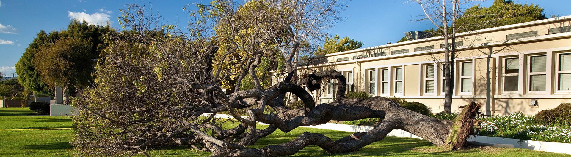 Chips Tree Service, Inc. Tree Care Newtown Square, PA