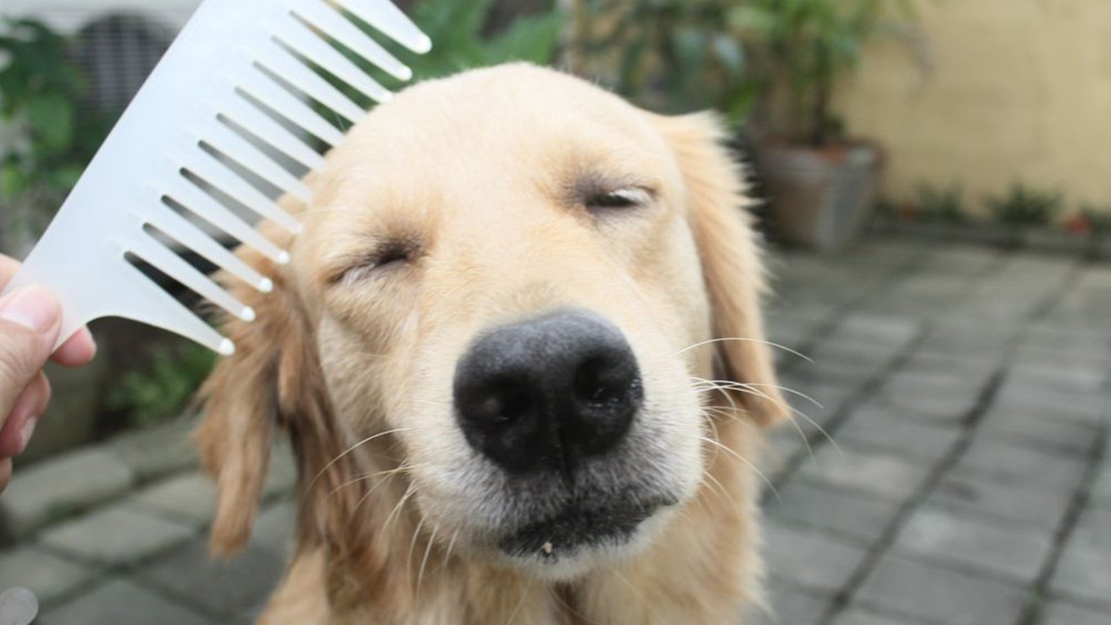 Royalton Kennels Photo Gallery Louisville, KY