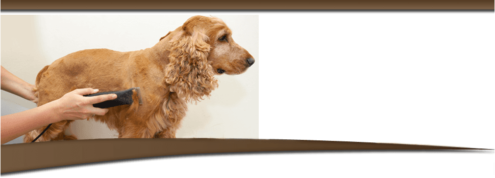 prairie dog grooming