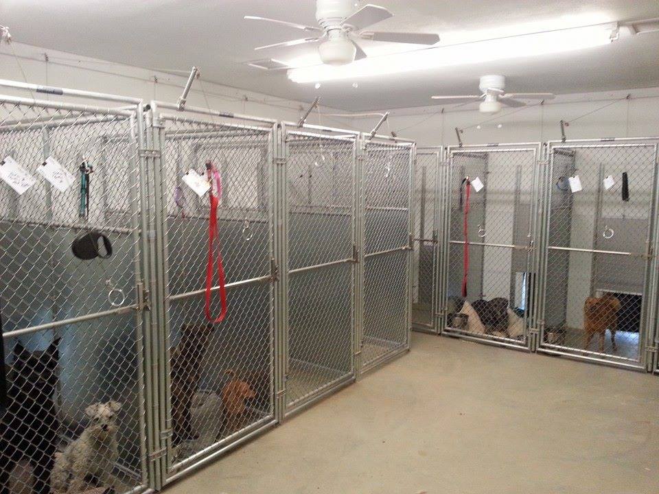 Pet Boarding Pet Kennels Wolfforth, TX