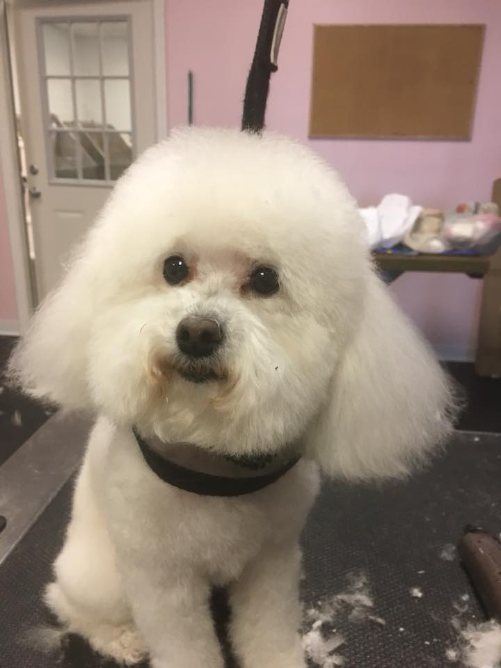 Pretty Up Your Pup Photo Gallery Williamstown, NJ