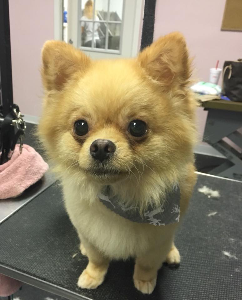 Pretty Up Your Pup Photo Gallery Williamstown, NJ