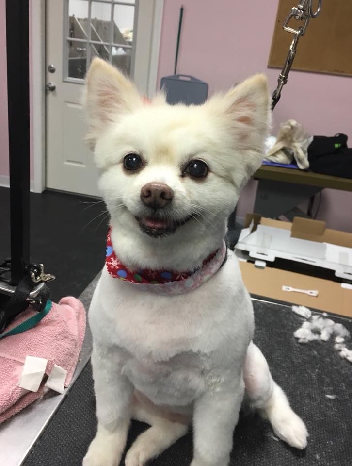 Pretty Up Your Pup Photo Gallery Williamstown, NJ