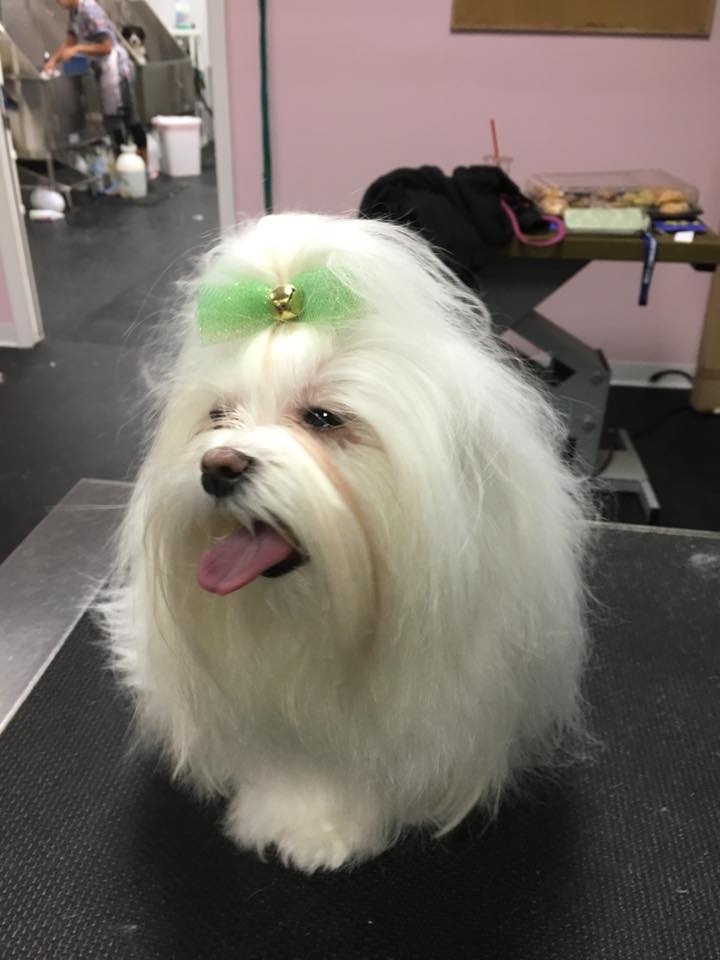 Pretty Up Your Pup Photo Gallery Williamstown, NJ