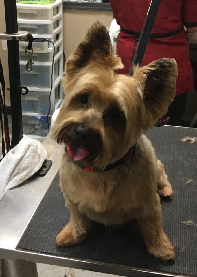 Pretty Up Your Pup Photo Gallery Williamstown, NJ