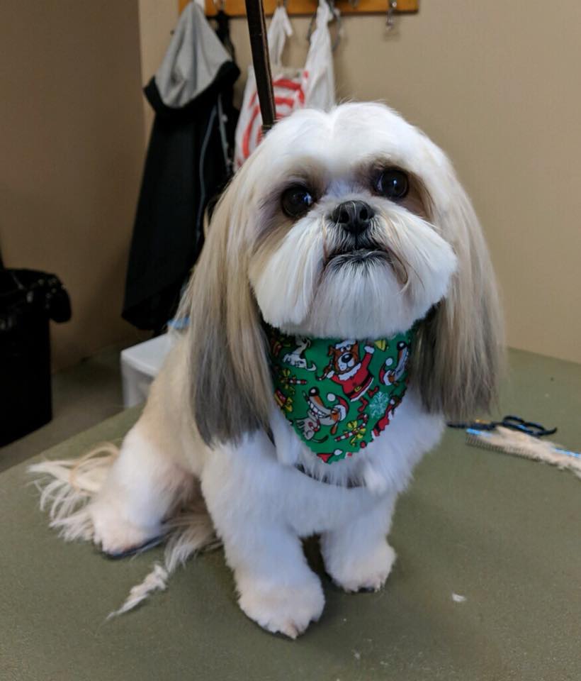 Pretty Up Your Pup Photo Gallery Williamstown, NJ