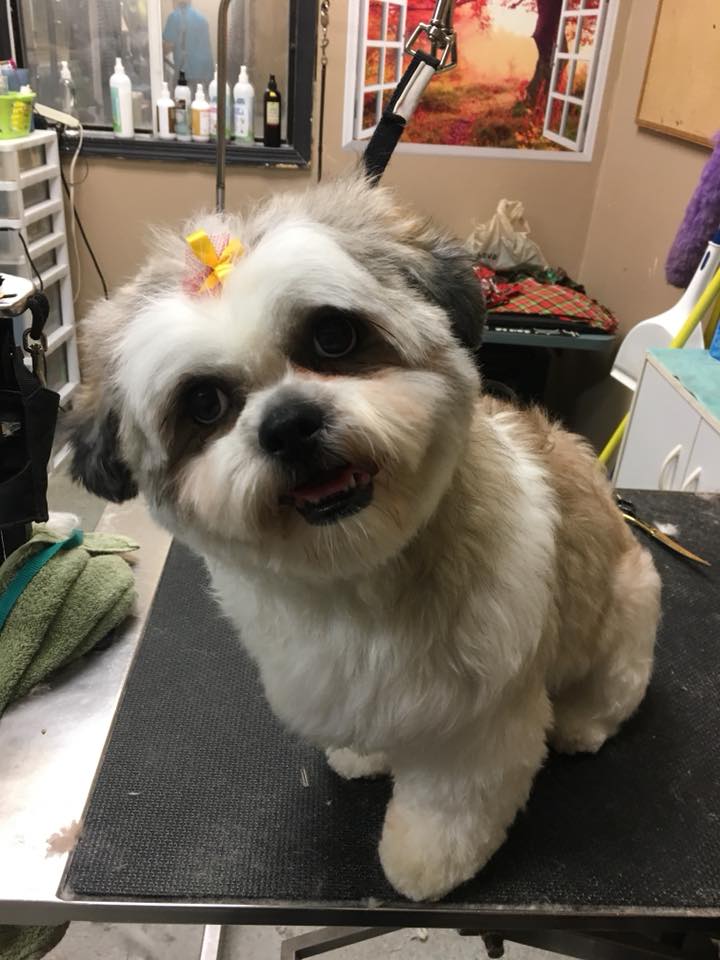 Pretty Up Your Pup Photo Gallery Williamstown, NJ