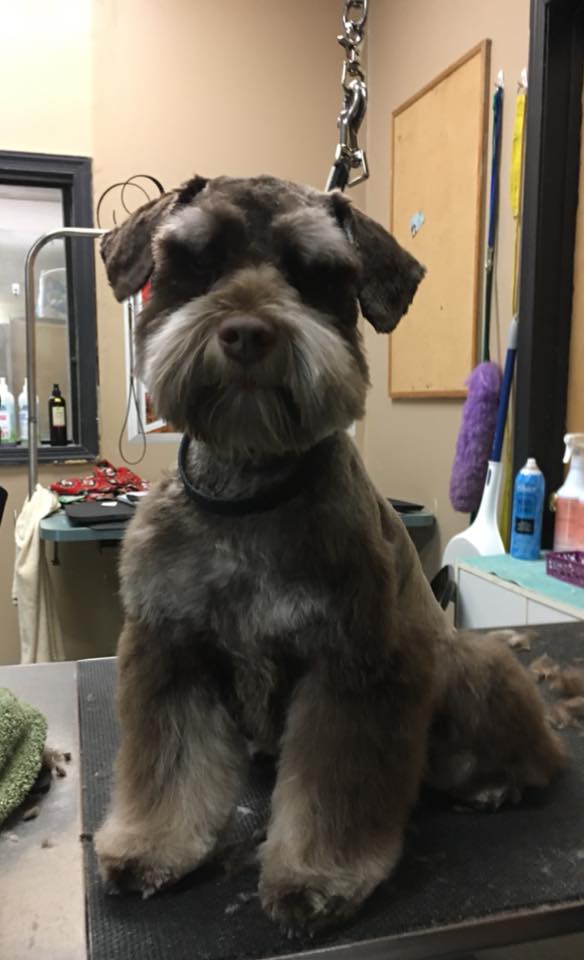 Pretty Up Your Pup Photo Gallery Williamstown, NJ