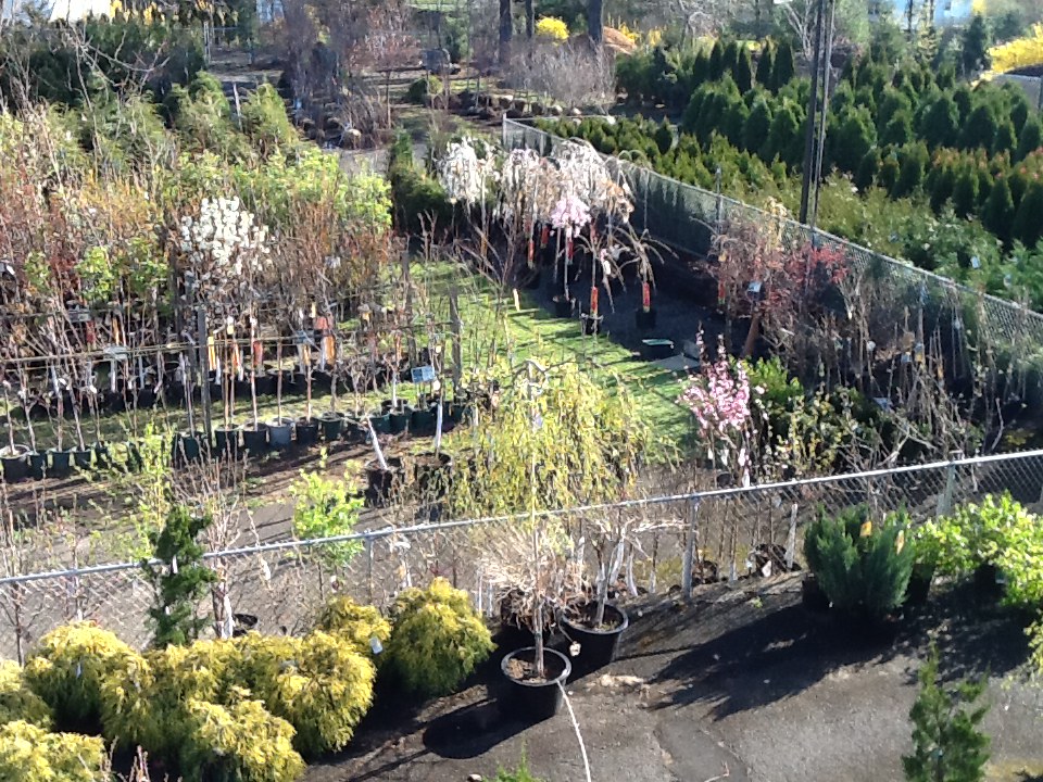 Gallery Bell Nurseries Inc