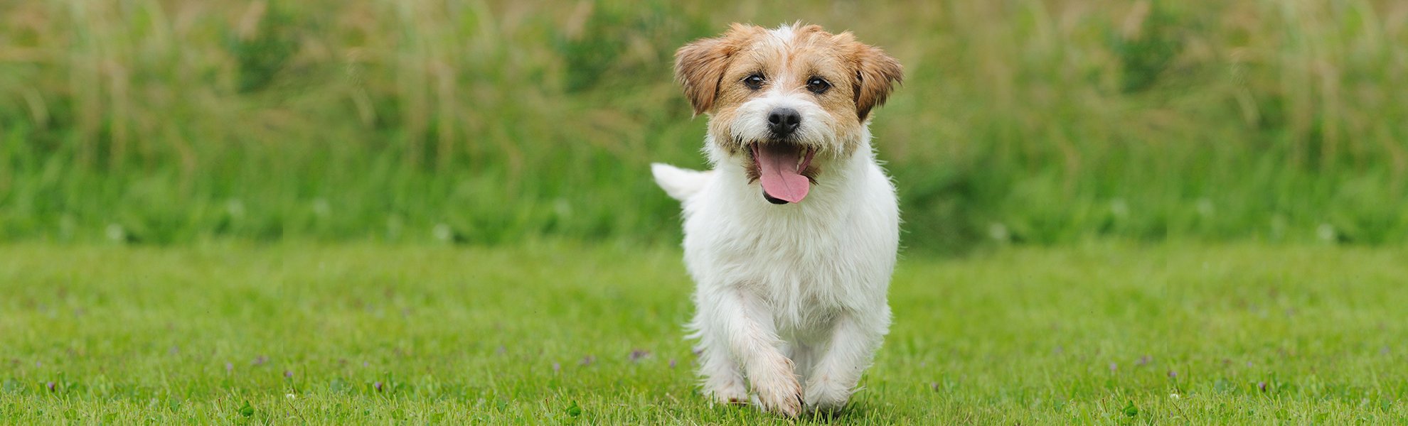 Scott's Kennels Pet Groomers North Stonington, CT