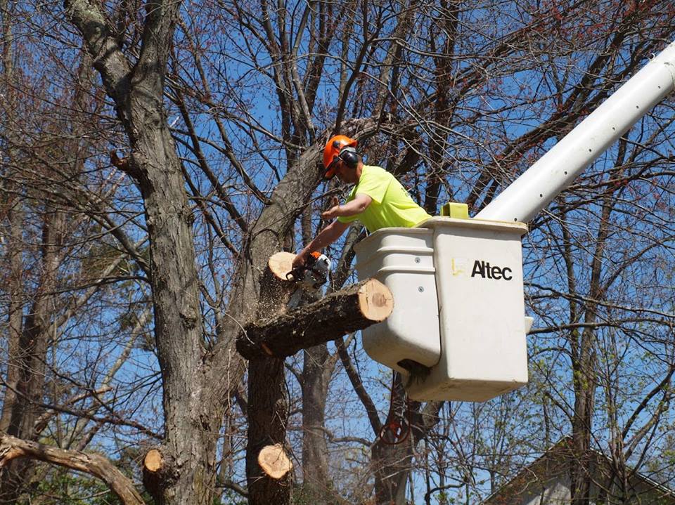 Northeast Tree Service LLC Photo Gallery Stratford, CT