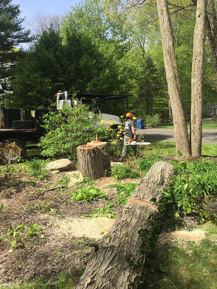 Northeast Tree Service LLC Photo Gallery Stratford, CT