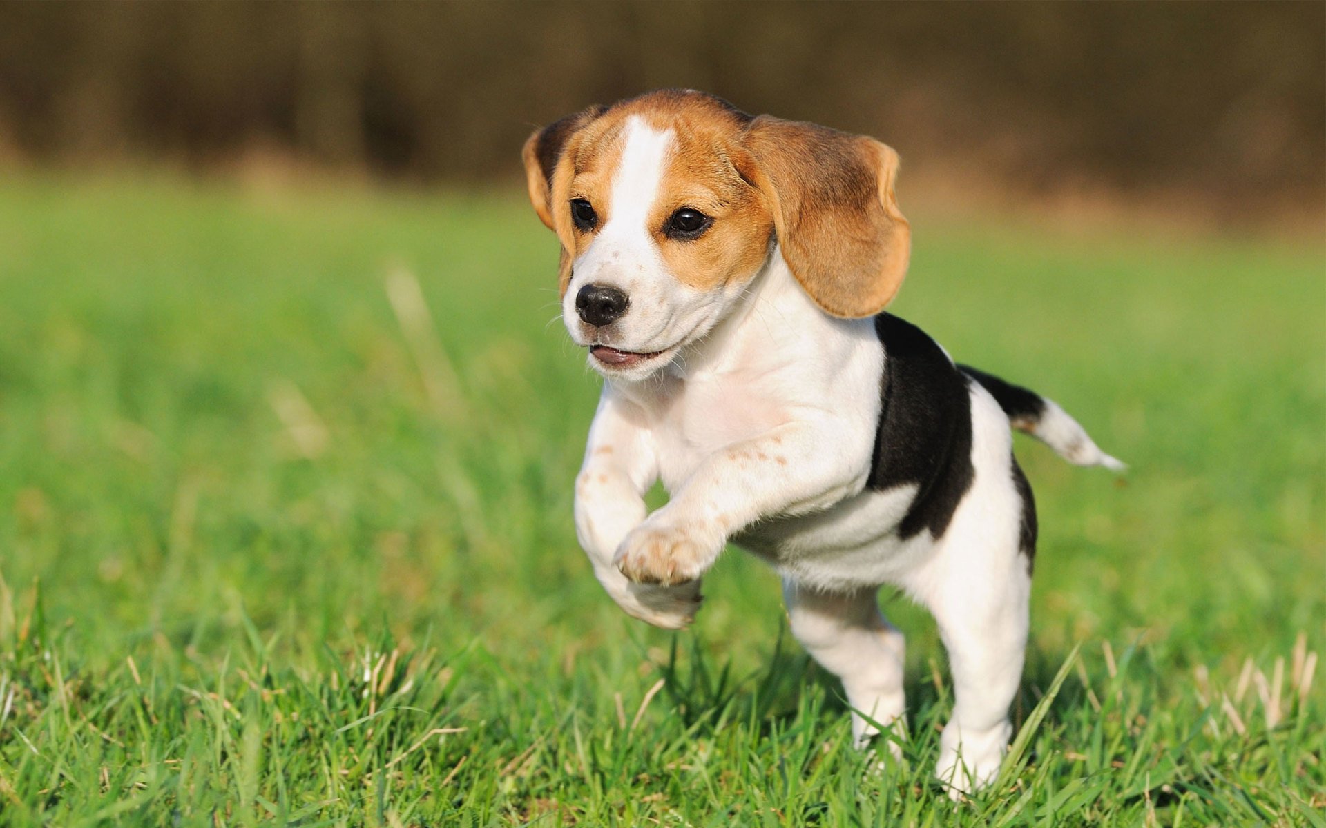 Fremont Veterinary Hospital Vet Services Canon City, CO