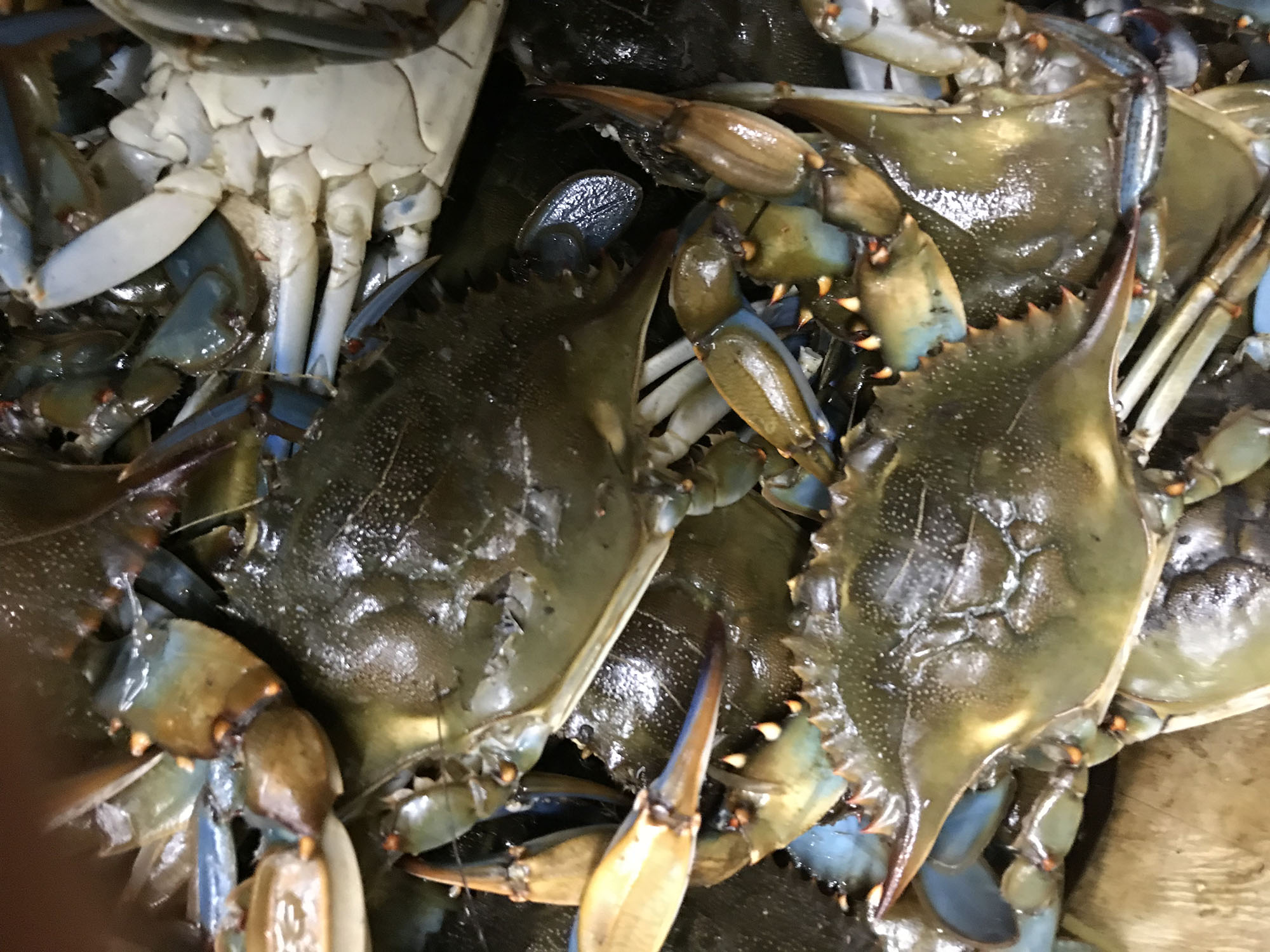 Best Seafood In Baltimore Md - lb7zfyx
