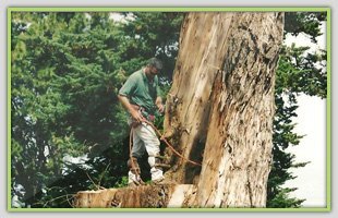 Tree removal service maui