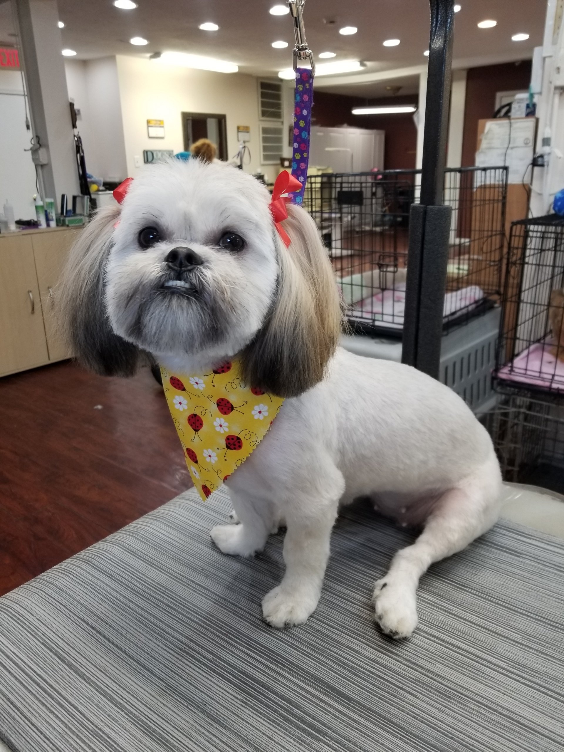 A+ Pet Grooming Inc Photo Gallery Louisville, KY