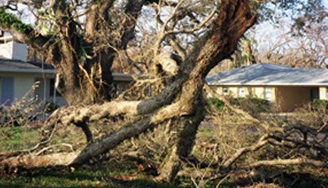 Stump Eliminators | Tree Care | Sheboygan, WI