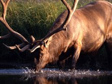 Animal Care - Augusta, WI - Pro-Active Veterinary Services LLC - elk