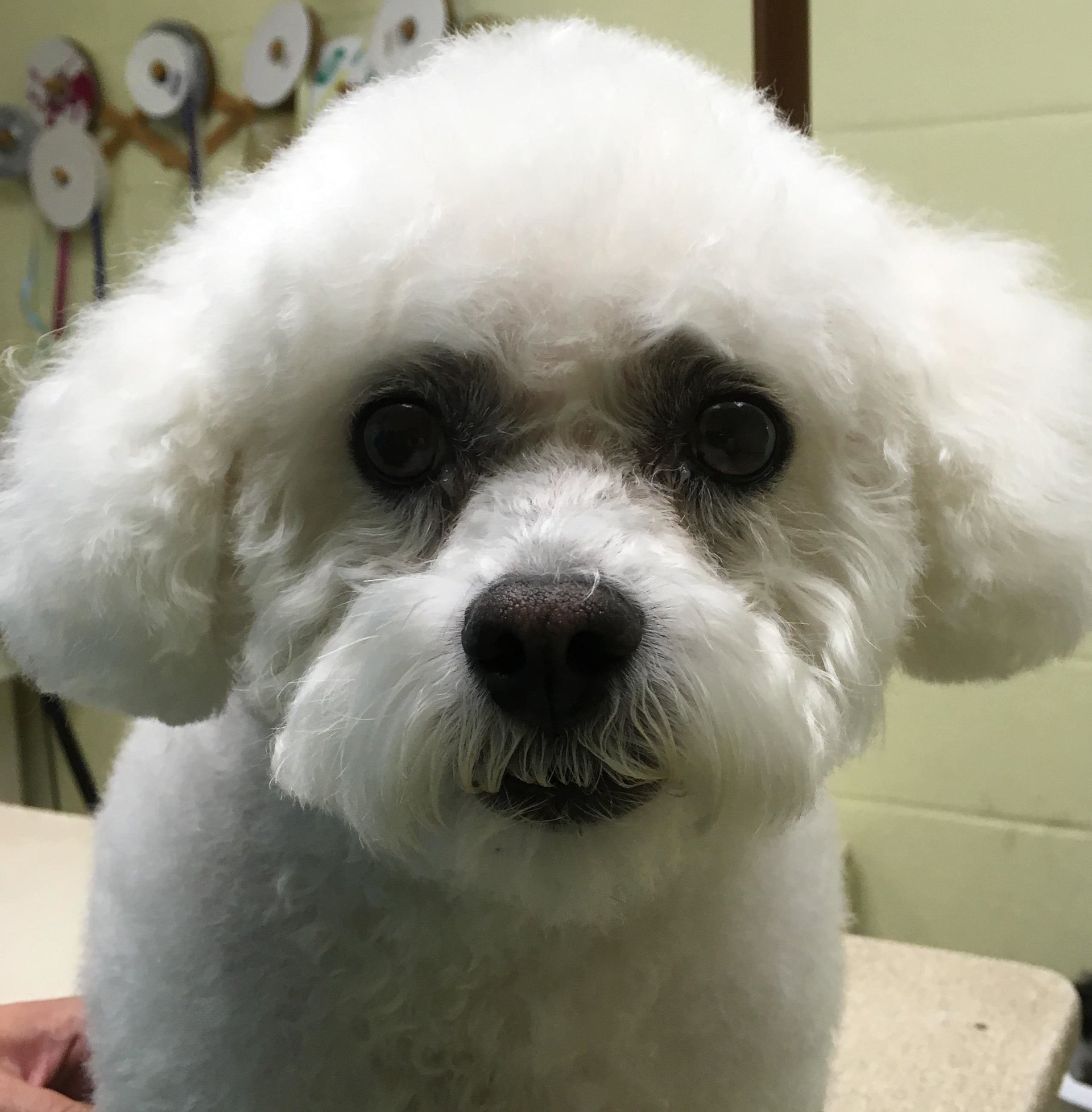 Dog Grooming Services Ear Cleaning Hanover, PA