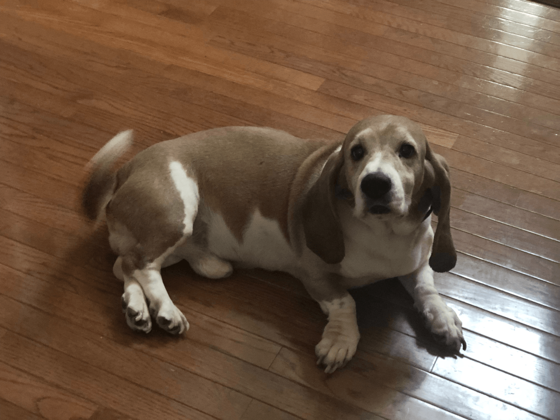 Basset Hound Rescue League Dog Adoption Fort Washington