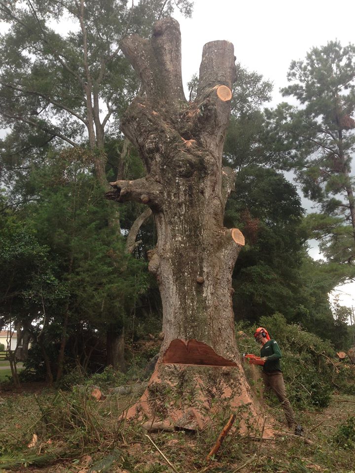 Tree Service in Gainesville, FL Evergreen Tree Company