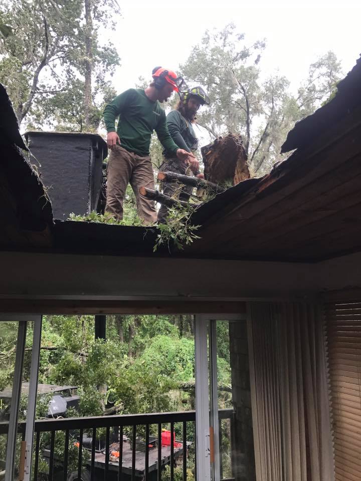 Best Tree Service Gainesville, FL Evergreen Tree Company