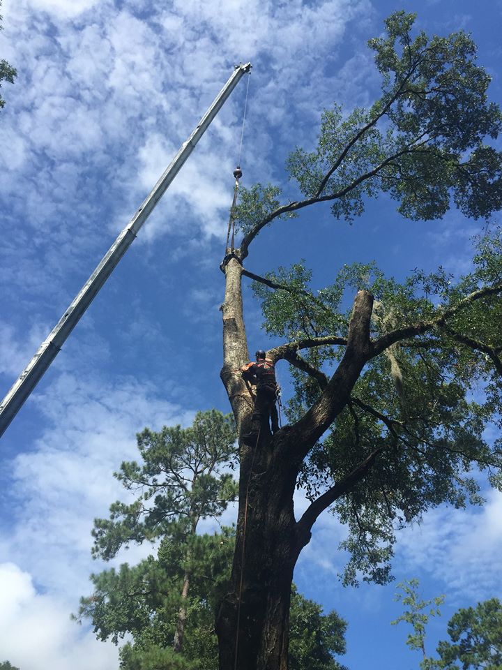 Best Tree Service Gainesville, FL Evergreen Tree Company
