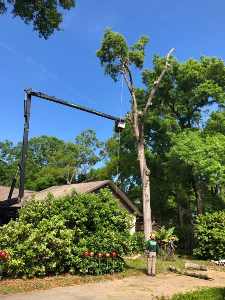 Best Tree Service Gainesville, FL Evergreen Tree Company