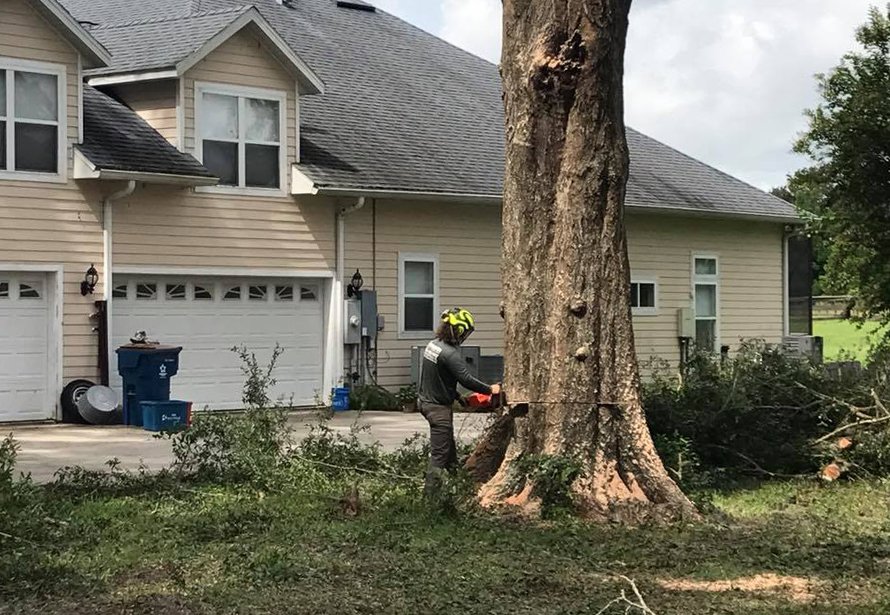 Best Tree Service Gainesville, FL Evergreen Tree Company