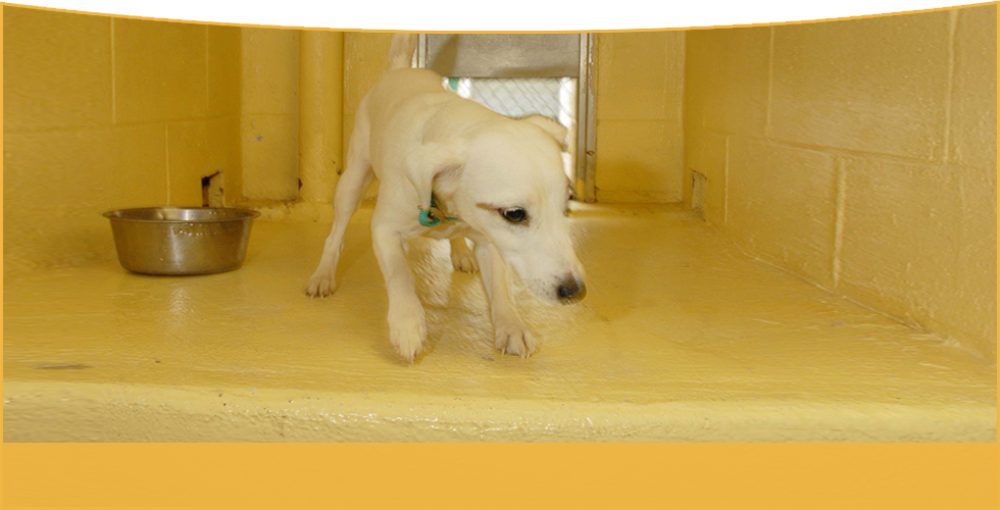 Bryant Drive Animal Hospital Veterinary Tuscaloosa