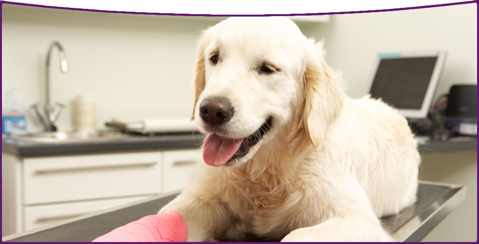 Veterinarian Vaccinations Surgery Tuscaloosa Al