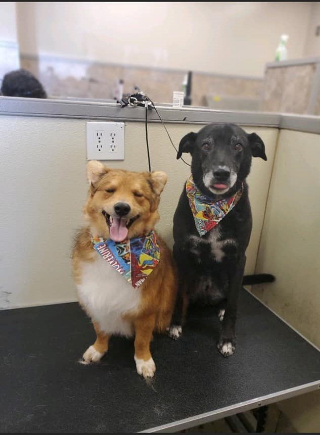 Dirty Paws Dog Wash Dog Grooming Services Fredericksburg