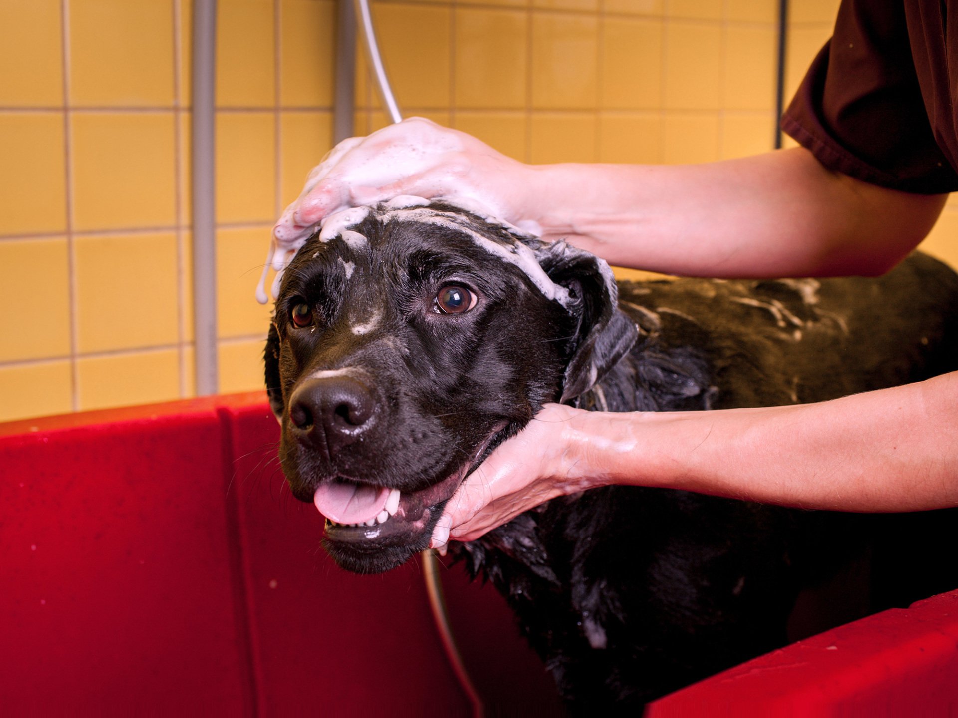 Dirty Paws Dog Wash Dog Grooming Services Fredericksburg