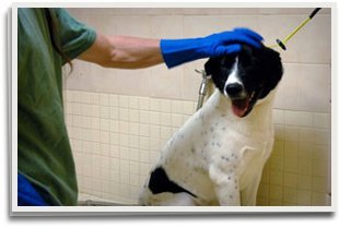 affordable grooming and boarding