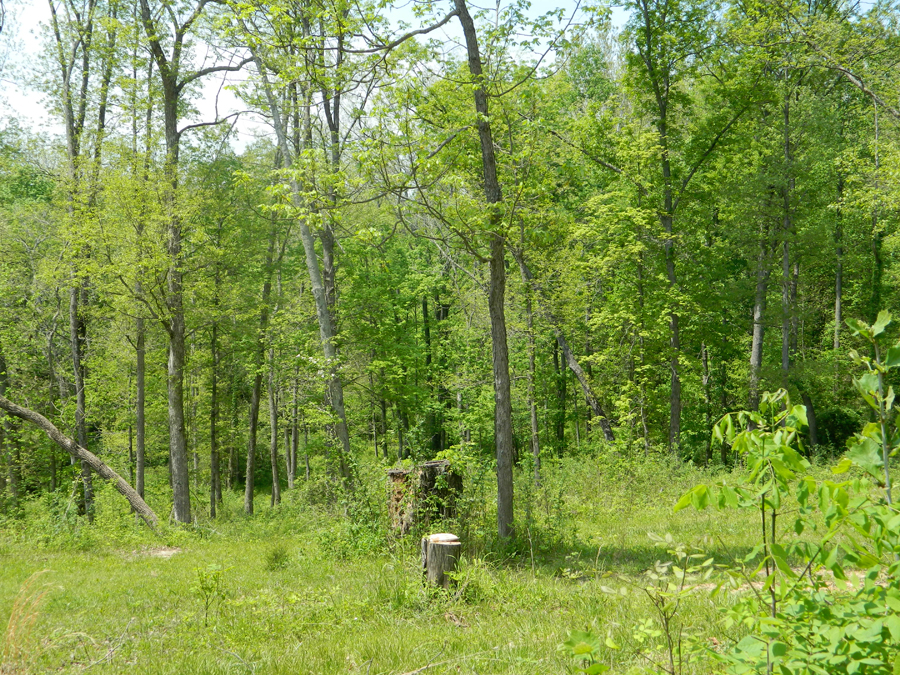 Land of Indiana Wooded Acreage Wooded Land for Sale Bedford, IN
