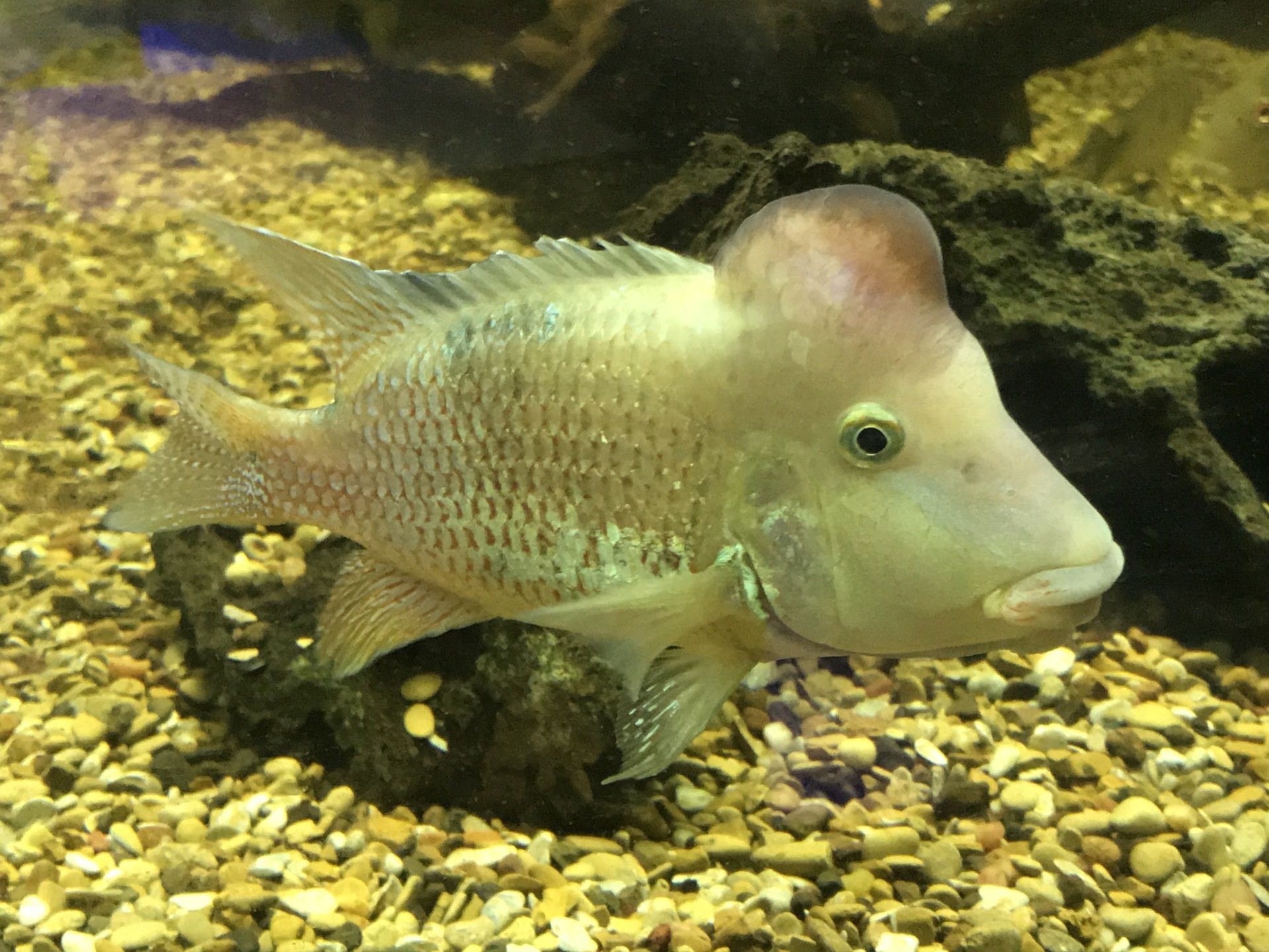 Freshwater Display Archerfish Virginia Beach, VA