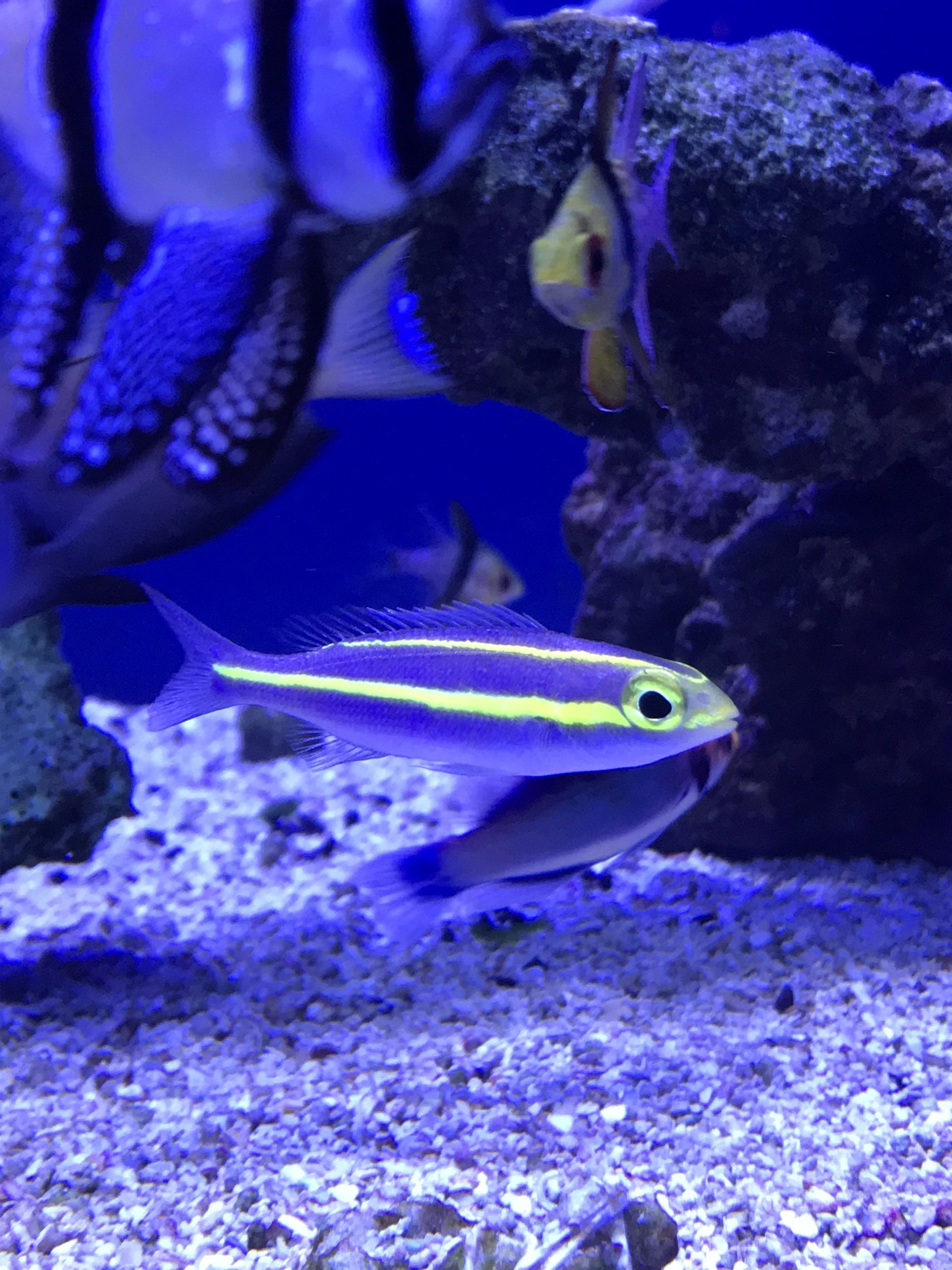 Saltwater Showroom Zebra Horn Shark Virginia Beach, VA