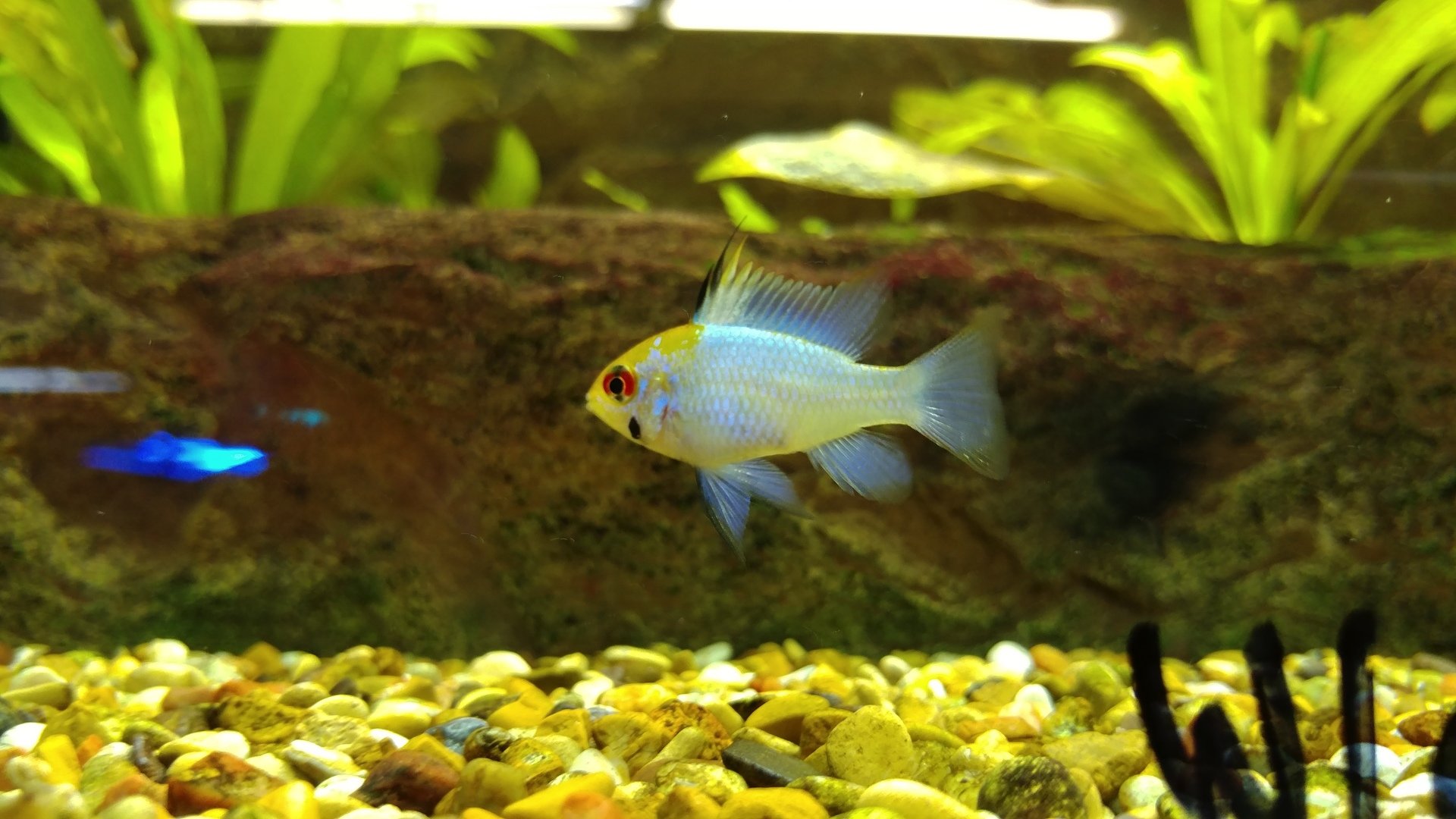 Freshwater Display Archerfish Virginia Beach, VA