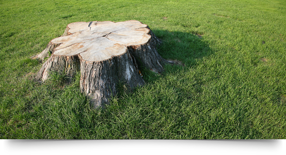 Grinding mn stump alexandria