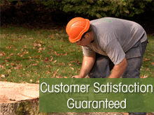 Tree Care - Monroeville, PA - Jungle Jim's Tree Service Inc