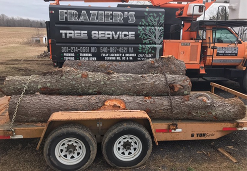 Frazier S Tree Service Arborist Mechanicsville Md Frazier S Tree Service Arborist Mechanicsville Md
