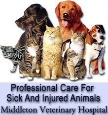 Veterinarians Middleton, ID - Middleton Veterinary Hospital
