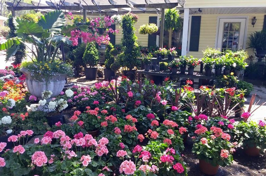 Fancy Plants Tropical Plants Savannah, GA