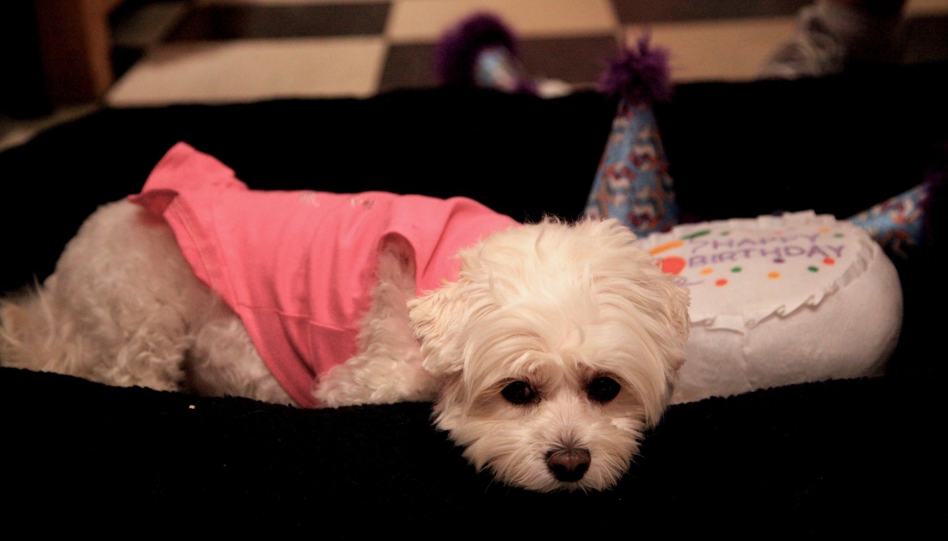 Pet Store Next Door Photo Gallery Glen Head, NY