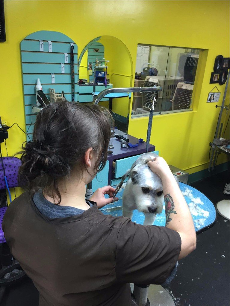 grooming omaha pet grooming by llc grooming omaha ne grooming omaha pet grooming by llc grooming omaha ne